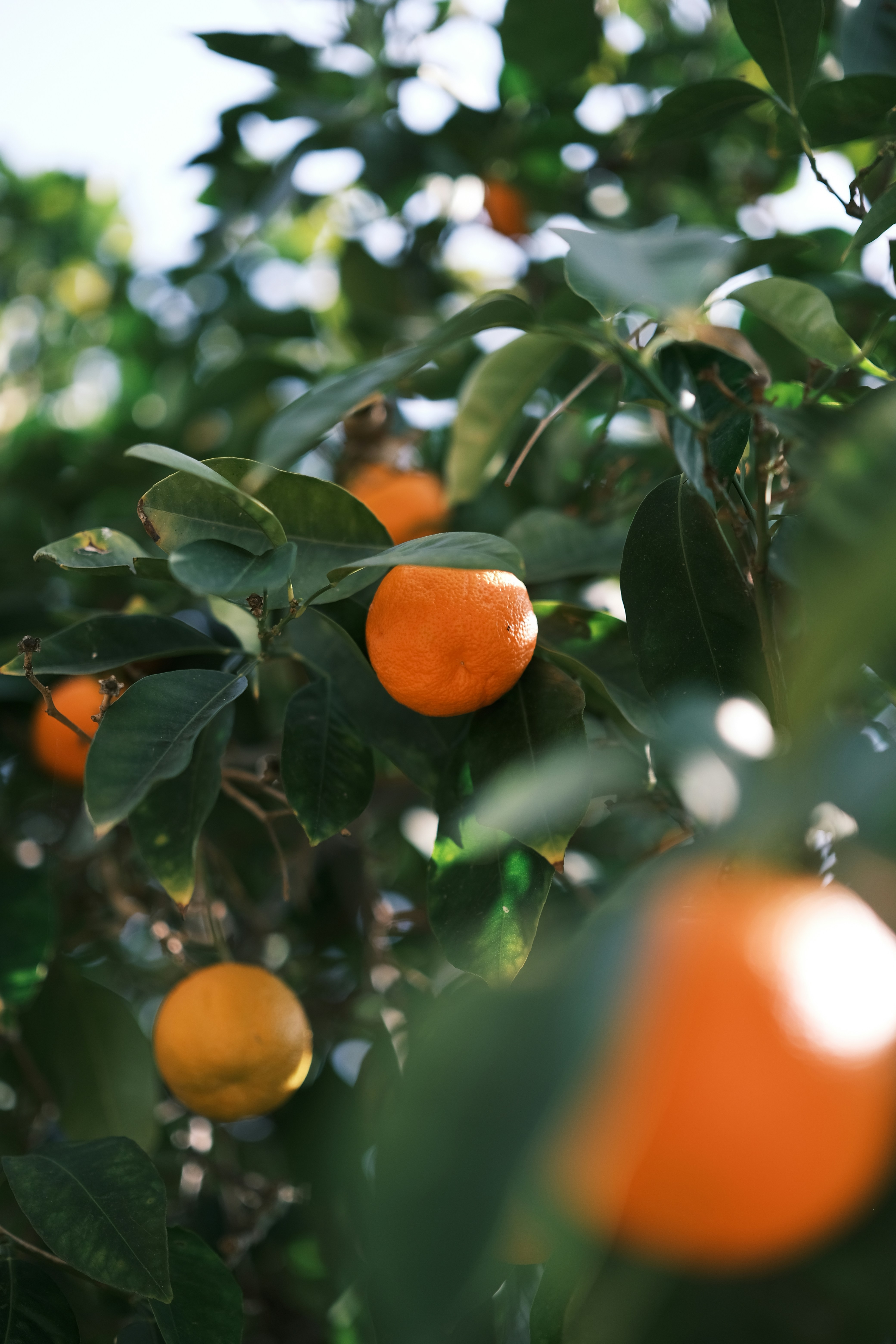 Oranges